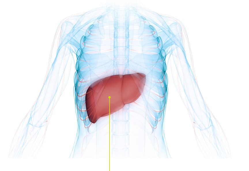 Liver inside the body