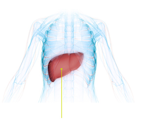 Liver inside the body