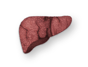Liver with Cirrhosis